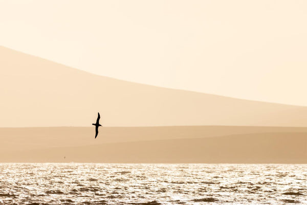 Black-Browed Albatross in the Falkland Islands