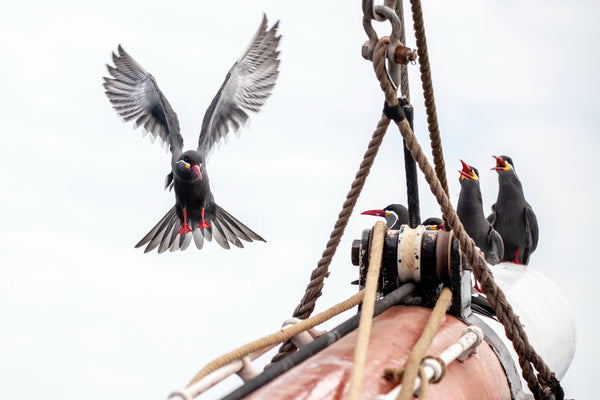 Inca Tern Pirates