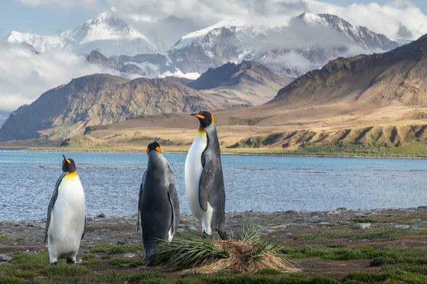 King Penguins at Grytviken