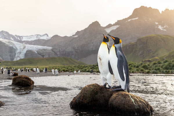 King penguins in Gold Harbour, South Georgia